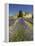 Lavender Farm, Near Cromwell, Central Otago, South Island, New Zealand-David Wall-Framed Premier Image Canvas