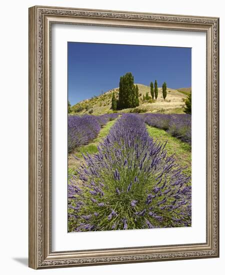 Lavender Farm, Near Cromwell, Central Otago, South Island, New Zealand-David Wall-Framed Photographic Print