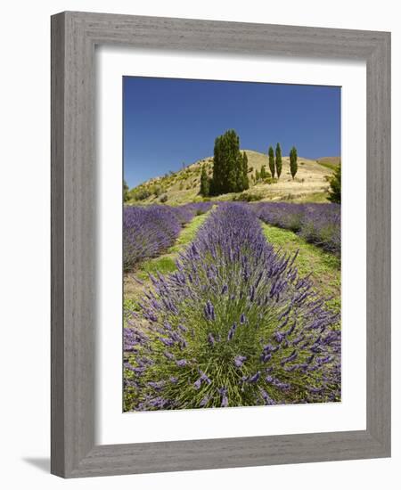 Lavender Farm, Near Cromwell, Central Otago, South Island, New Zealand-David Wall-Framed Photographic Print