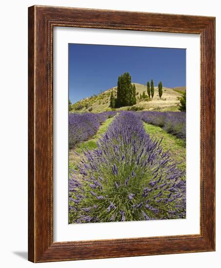 Lavender Farm, Near Cromwell, Central Otago, South Island, New Zealand-David Wall-Framed Photographic Print