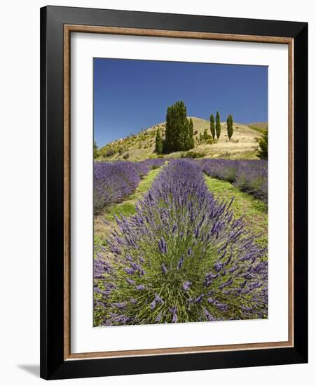 Lavender Farm, Near Cromwell, Central Otago, South Island, New Zealand-David Wall-Framed Photographic Print