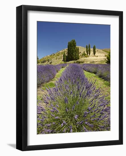 Lavender Farm, Near Cromwell, Central Otago, South Island, New Zealand-David Wall-Framed Photographic Print