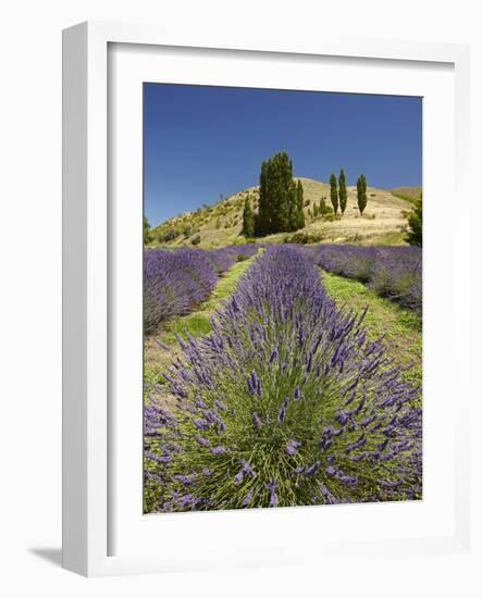 Lavender Farm, Near Cromwell, Central Otago, South Island, New Zealand-David Wall-Framed Photographic Print