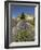 Lavender Farm, Near Cromwell, Central Otago, South Island, New Zealand-David Wall-Framed Photographic Print