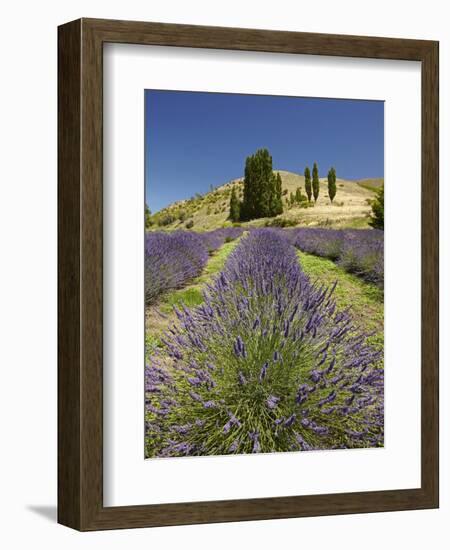 Lavender Farm, Near Cromwell, Central Otago, South Island, New Zealand-David Wall-Framed Photographic Print