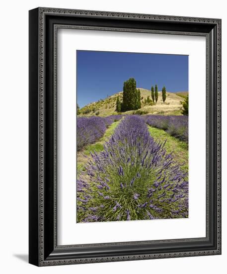 Lavender Farm, Near Cromwell, Central Otago, South Island, New Zealand-David Wall-Framed Photographic Print