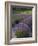 Lavender Farm, San Juan Islands, Washington, USA-Savanah Stewart-Framed Photographic Print