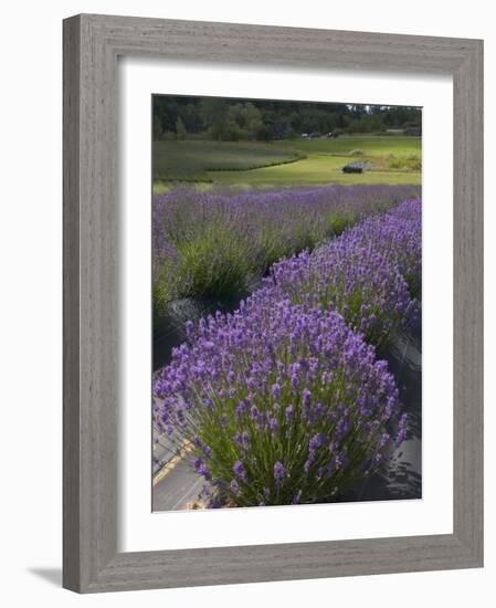 Lavender Farm, San Juan Islands, Washington, USA-Savanah Stewart-Framed Photographic Print