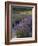 Lavender Farm, San Juan Islands, Washington, USA-Savanah Stewart-Framed Photographic Print