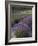 Lavender Farm, San Juan Islands, Washington, USA-Savanah Stewart-Framed Photographic Print