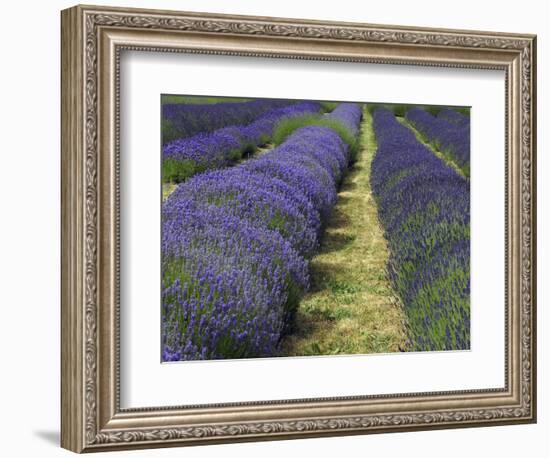 Lavender Farm, Sequim, Washington, USA-Michel Hersen-Framed Photographic Print