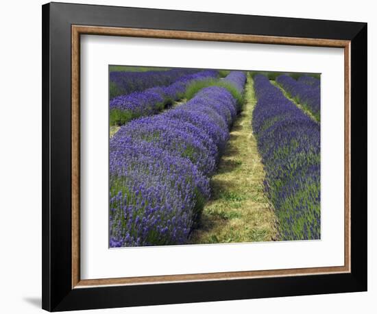 Lavender Farm, Sequim, Washington, USA-Michel Hersen-Framed Photographic Print