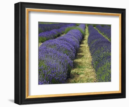 Lavender Farm, Sequim, Washington, USA-Michel Hersen-Framed Photographic Print