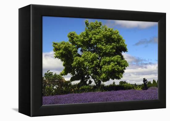 Lavender Festival, Willakenzie Lavender Farm, Yamhill, Oregon, USA-Michel Hersen-Framed Premier Image Canvas