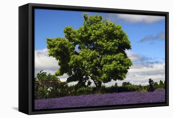 Lavender Festival, Willakenzie Lavender Farm, Yamhill, Oregon, USA-Michel Hersen-Framed Premier Image Canvas