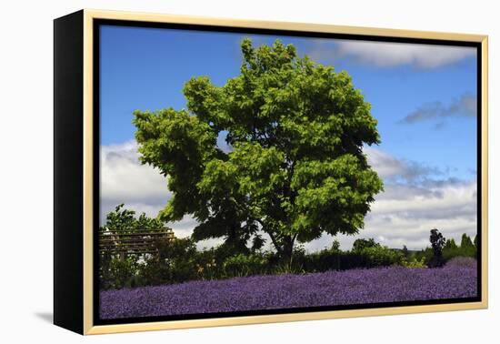 Lavender Festival, Willakenzie Lavender Farm, Yamhill, Oregon, USA-Michel Hersen-Framed Premier Image Canvas