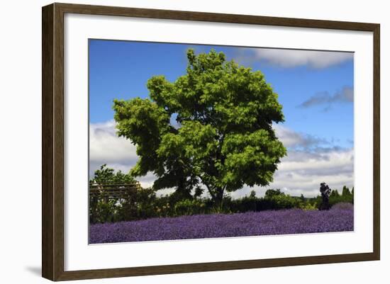 Lavender Festival, Willakenzie Lavender Farm, Yamhill, Oregon, USA-Michel Hersen-Framed Photographic Print