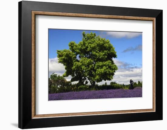 Lavender Festival, Willakenzie Lavender Farm, Yamhill, Oregon, USA-Michel Hersen-Framed Photographic Print