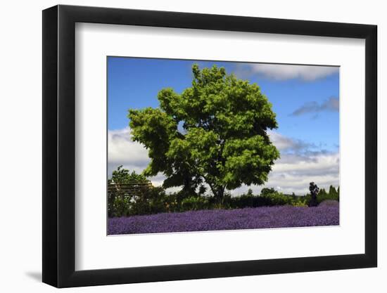 Lavender Festival, Willakenzie Lavender Farm, Yamhill, Oregon, USA-Michel Hersen-Framed Photographic Print