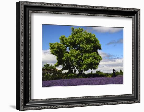 Lavender Festival, Willakenzie Lavender Farm, Yamhill, Oregon, USA-Michel Hersen-Framed Photographic Print