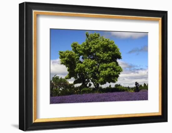 Lavender Festival, Willakenzie Lavender Farm, Yamhill, Oregon, USA-Michel Hersen-Framed Photographic Print