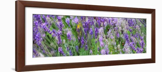 Lavender Field, 2018-Helen White-Framed Giclee Print