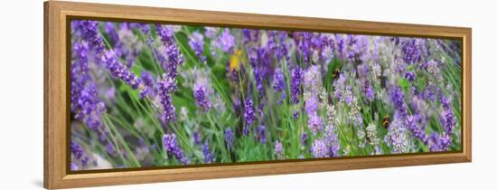 Lavender Field, 2018-Helen White-Framed Premier Image Canvas
