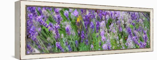 Lavender Field, 2018-Helen White-Framed Premier Image Canvas