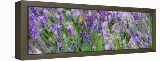 Lavender Field, 2018-Helen White-Framed Premier Image Canvas