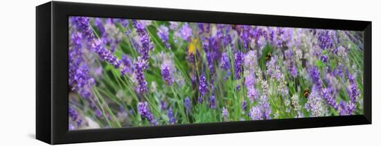 Lavender Field, 2018-Helen White-Framed Premier Image Canvas