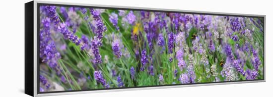 Lavender Field, 2018-Helen White-Framed Premier Image Canvas