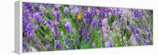 Lavender Field, 2018-Helen White-Framed Premier Image Canvas