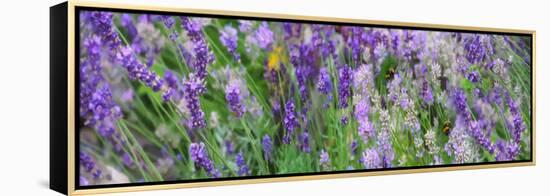 Lavender Field, 2018,-Helen White-Framed Premier Image Canvas