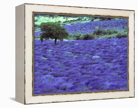 Lavender Field and Almond Tree, Provance, France-David Barnes-Framed Premier Image Canvas
