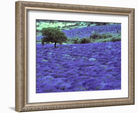Lavender Field and Almond Tree, Provance, France-David Barnes-Framed Photographic Print