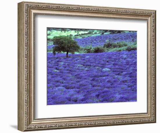 Lavender Field and Almond Tree, Provance, France-David Barnes-Framed Photographic Print