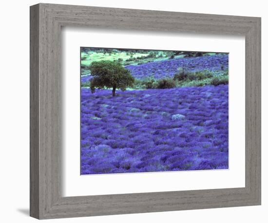 Lavender Field and Almond Tree, Provance, France-David Barnes-Framed Photographic Print