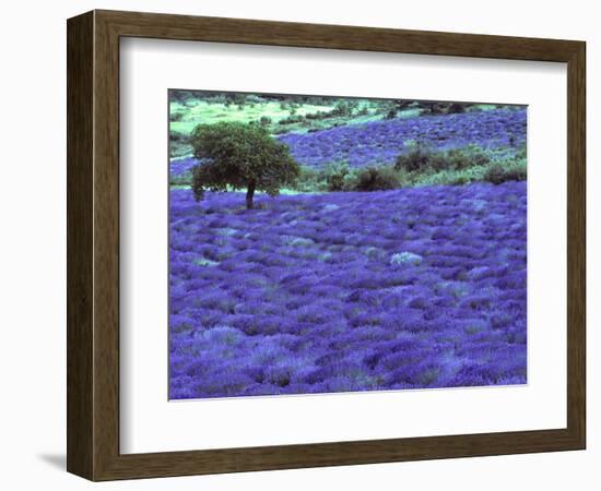 Lavender Field and Almond Tree, Provance, France-David Barnes-Framed Photographic Print