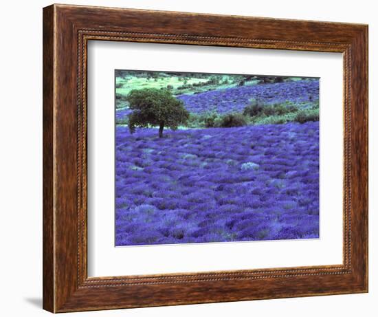 Lavender Field and Almond Tree, Provance, France-David Barnes-Framed Photographic Print