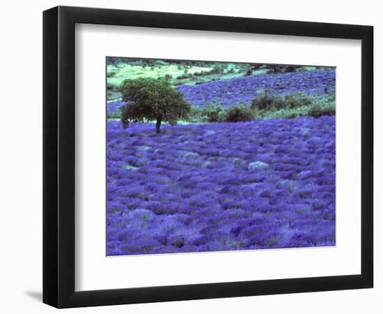 Lavender Field and Almond Tree, Provance, France-David Barnes-Framed Photographic Print