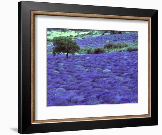 Lavender Field and Almond Tree, Provance, France-David Barnes-Framed Photographic Print