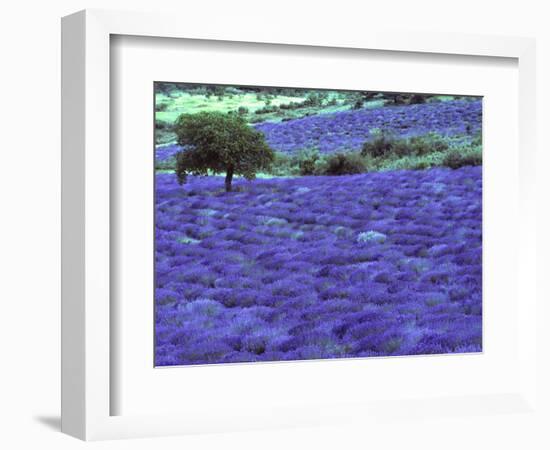 Lavender Field and Almond Tree, Provance, France-David Barnes-Framed Photographic Print