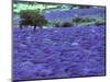 Lavender Field and Almond Tree, Provance, France-David Barnes-Mounted Photographic Print