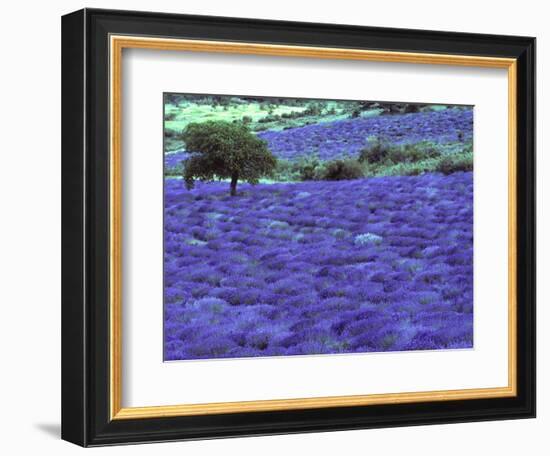 Lavender Field and Almond Tree, Provance, France-David Barnes-Framed Photographic Print