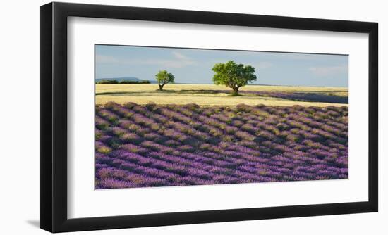 Lavender field and almond tree, Provence, France-Frank Krahmer-Framed Giclee Print