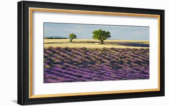 Lavender field and almond tree, Provence, France-Frank Krahmer-Framed Giclee Print