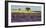 Lavender field and almond tree, Provence, France-Frank Krahmer-Framed Giclee Print