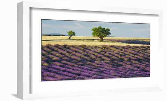 Lavender field and almond tree, Provence, France-Frank Krahmer-Framed Giclee Print