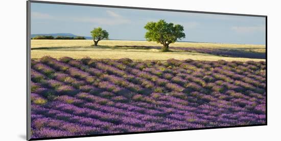 Lavender field and almond tree, Provence, France-Frank Krahmer-Mounted Giclee Print