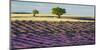 Lavender field and almond tree, Provence, France-Frank Krahmer-Mounted Giclee Print